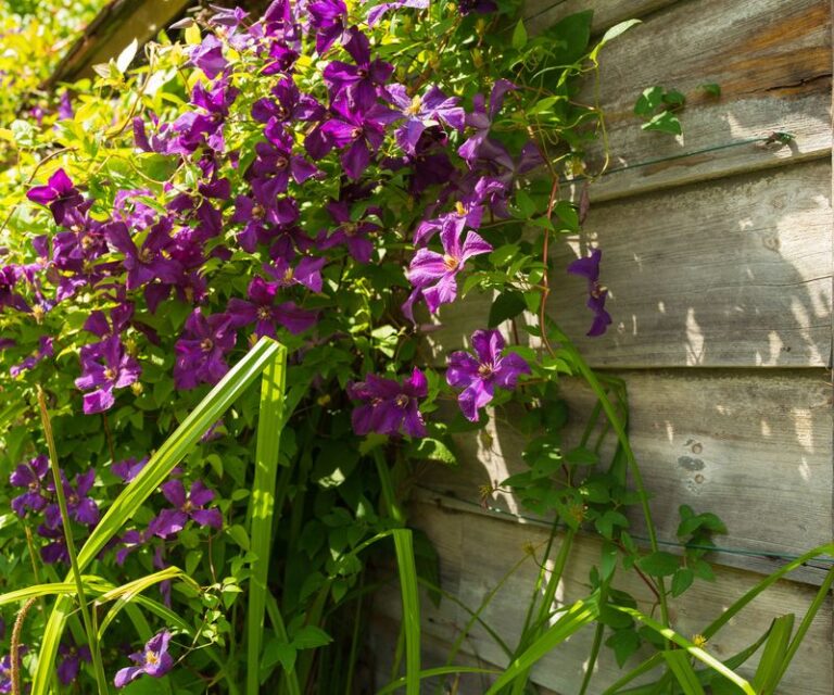 Your Clematis Climbs Vigorously but the Blooms Never Come – Here’s the One Late-Summer Slip Behind It