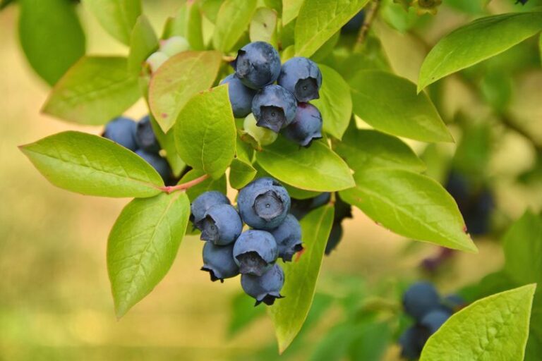 What North Carolina Gardeners Do To Fix Blueberry Bushes That Barely Fruit In Backyard Beds