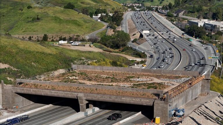 Is It Actually Legal to Trap and Relocate the Wildlife Digging Up Your California Yard?