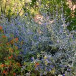 This Low-Water California Shrub Is Quietly Replacing Lantana in Yards, and Gardeners Who Switched Won’t Go Back
