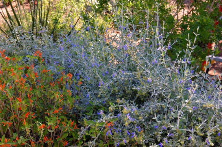 This Low-Water California Shrub Is Quietly Replacing Lantana in Yards, and Gardeners Who Switched Won’t Go Back