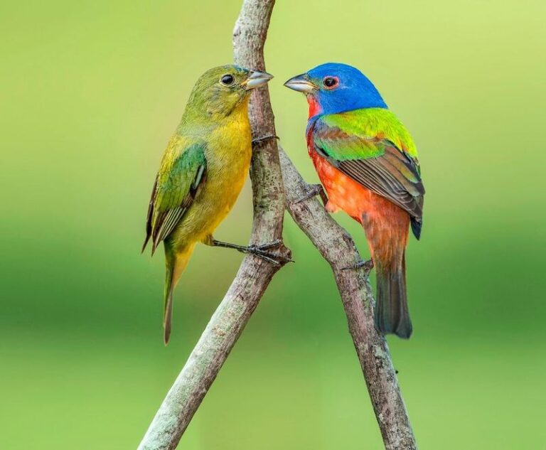 How To Improve Your Odds Of Seeing Painted Buntings In Your Central Texas Yard Each Summer