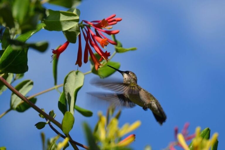 The California Native Vine That Pulls Hummingbirds Off The Feeder And Onto Your Fence Instead