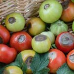 Your Tomatoes Rot at the Bottom Just Before They Ripen — Here’s the One Care Slip Behind It