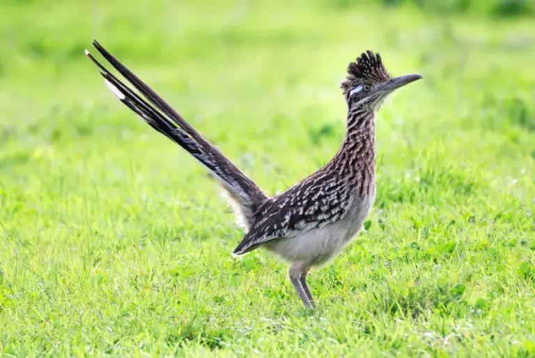 The Native Texas Plants That Bring Roadrunners Into Your Central Texas Yard To Hunt