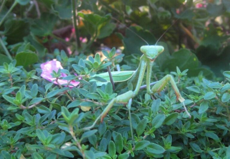 What It Really Means When Praying Mantises Appear On Your California Vegetable Beds In Late Summer