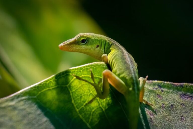 What It Really Means When Green Anoles Suddenly Fill Your North Carolina Yard This Late Summer