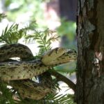 What It Really Means When Gopher Snakes Show Up in Your California Yard This Summer
