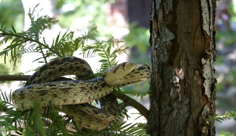 What It Really Means When Gopher Snakes Show Up in Your California Yard This Summer