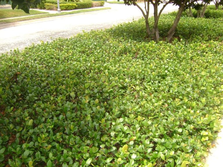 7 Florida Native Ground Covers That Replace Bark Mulch So It Stops Washing Away Every Storm Season