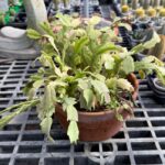 Your Christmas Cactus Leaves Fade Pale in the Late-Summer Heat – Here’s the Hidden Stress Usually Behind It