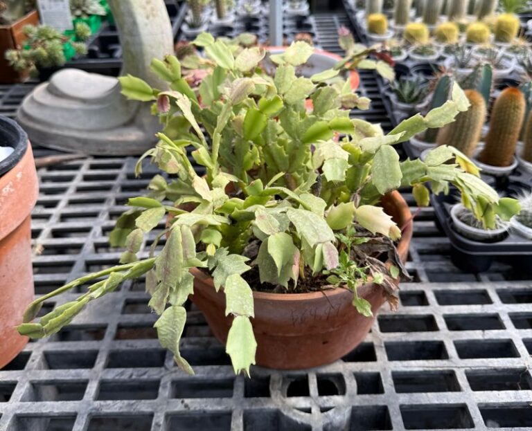 Your Christmas Cactus Leaves Fade Pale in the Late-Summer Heat – Here’s the Hidden Stress Usually Behind It