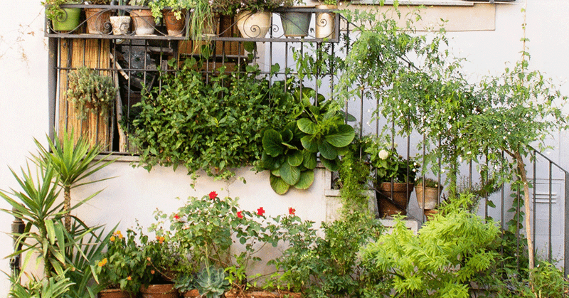Don’t Move These 8 Houseplants Indoors This Fall – Here’s Why Each One Backfires