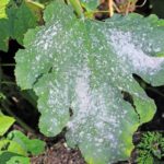 If Your Zucchini Leaves Turn Powdery White and Crisp in Late-Summer Heat, Here Is Why