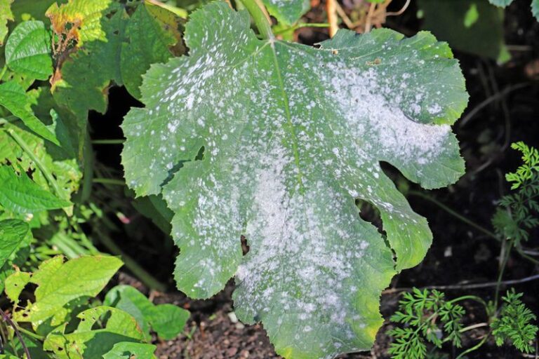 If Your Zucchini Leaves Turn Powdery White and Crisp in Late-Summer Heat, Here Is Why