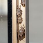 What It Really Means When Stink Bugs Start Crowding Onto Your North Carolina Porch This Summer