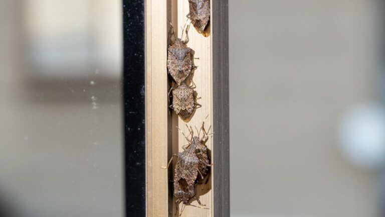 What It Really Means When Stink Bugs Start Crowding Onto Your North Carolina Porch This Summer