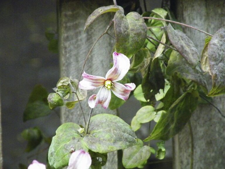 Your Clematis Grows Fine but Suddenly Struggles – Here’s One Thing Quietly Holding It Back