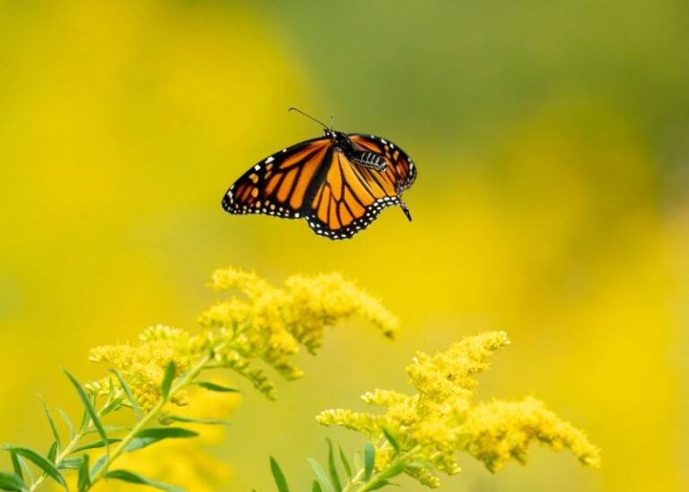 7 Florida Yard Changes That Bring Butterflies Rushing Back to Yards That Went Empty Years Ago