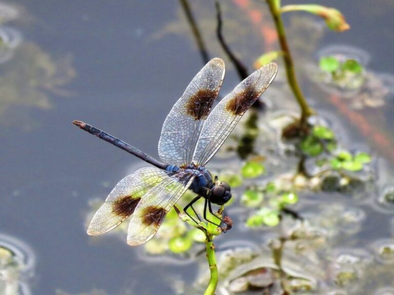 7 Florida Yard Changes That Pull Dragonflies In to Thin Out Your Mosquitoes