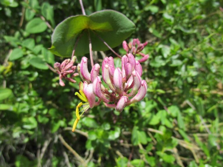 California Honeysuckle: A Native Climber That Can Support Hummingbirds On A Modest Pergola