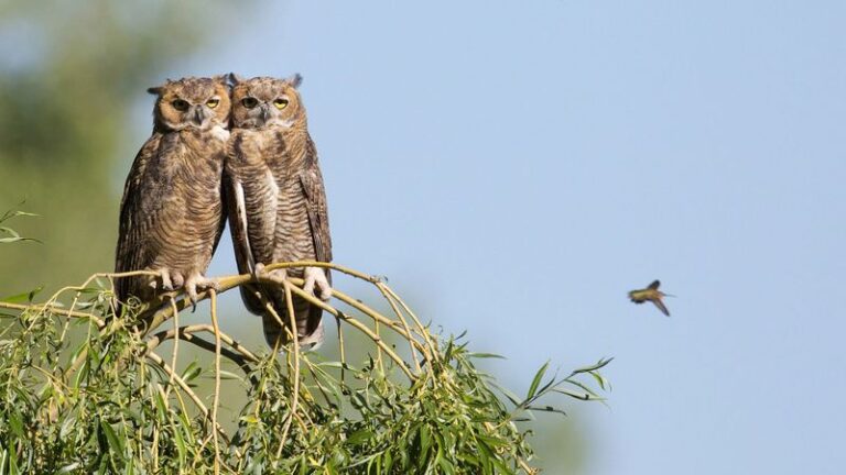 Florida Plants That Bring Hunting Owls to Your Yard, and Why the Rats Disappear Soon After