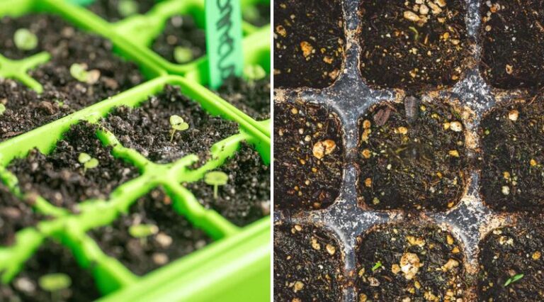 If Your Fall Spinach Seeds Refuse To Sprout in the Warm Late-Summer Soil, Here Is Why