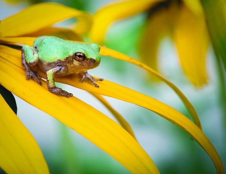 What It Really Means When Tree Frogs Start Showing Up in Your California Garden This Summer