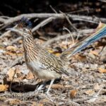More Roadrunners Near Your Central Texas Yard Means Fewer Scorpions, and Here’s How To Bring Them In