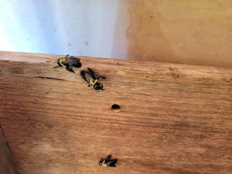 What It Really Means When Carpenter Bees Start Drilling Into Your North Carolina Porch This Summer