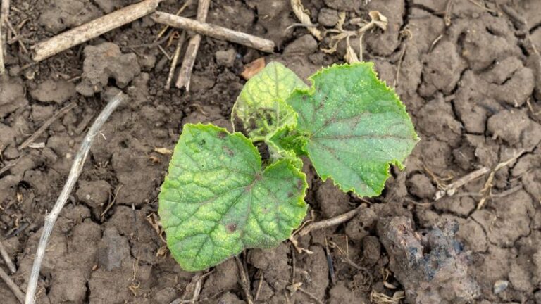 If Your Fall Cucumber Seedlings Yellow and Stall Right After Sprouting in Warm Late-Summer Soil, Here Is Why