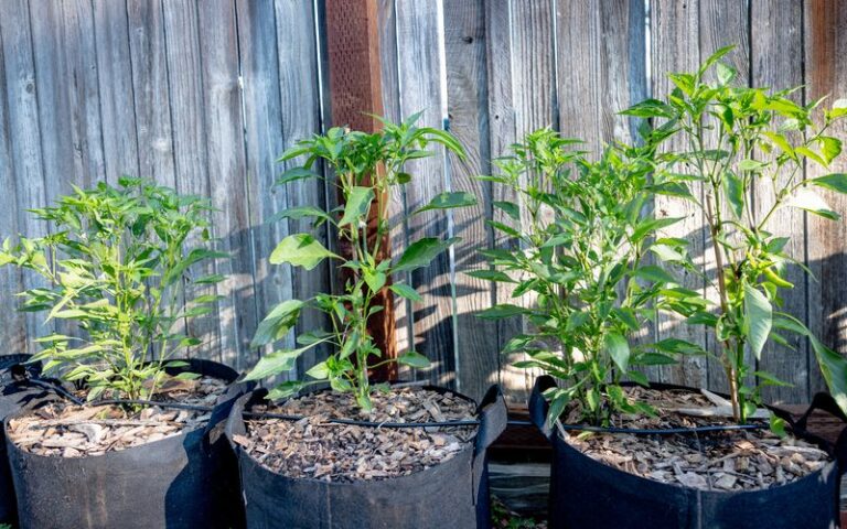 Potted Pepper Plants Staying Small? Cramped Roots May Be One Reason – But Check These Signs First