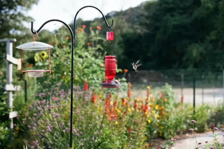 Your Hummingbird Feeder Isn’t Pulling Them In – Here’s What to Offer Instead of Plain Sugar Water
