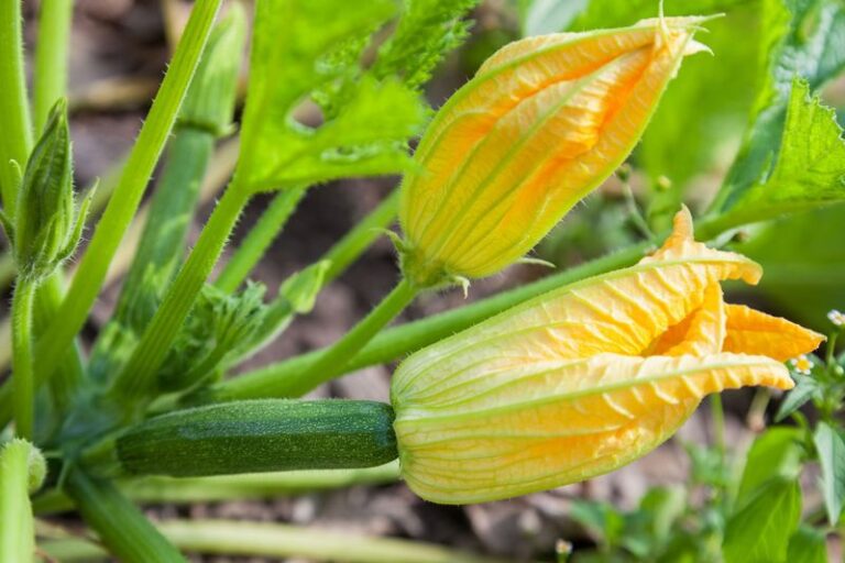Your Zucchini Flowers Nonstop but Never Sets a Single Squash – Here’s the Pollination Slip Behind It