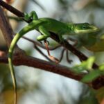 What It Really Means When Green Anoles Take Over Your North Carolina Yard This Summer