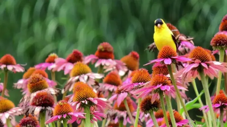 Your Coneflower Seed Heads Dry Out Fast in Late Summer – Here’s the Window to Collect Them Before You Lose the Chance