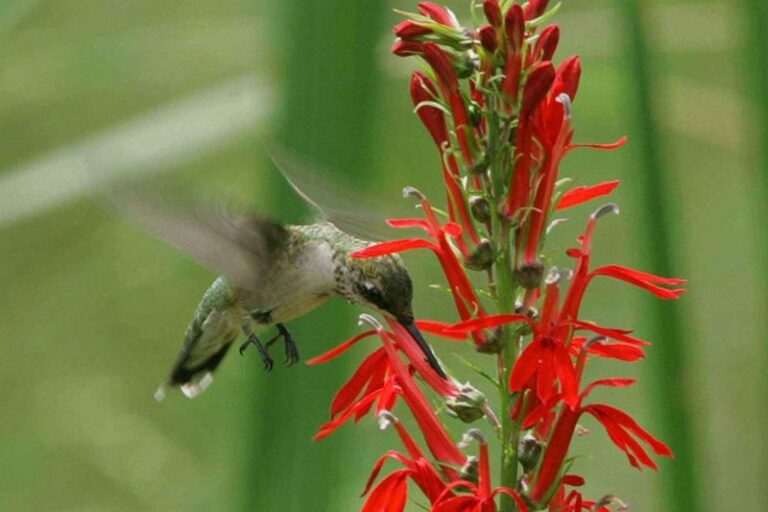 7 Florida Native Plants That Turn a Bare Slat Fence Into a Coral Honeysuckle Screen Hummingbirds Work All Day