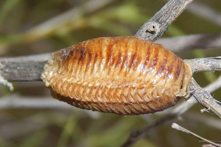 The California Praying Mantis In Your Garden Quietly Hunts The Aphids And Grasshoppers Wrecking Your Beds, But Homeowners Toss Its Egg Case Every Fall