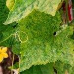 If Your Cucumber Leaves Turn Yellow From the Bottom Up While the Vine Keeps Growing in Late-Summer Heat, Here Is Why