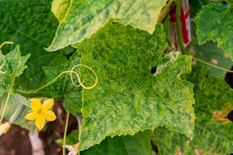 If Your Cucumber Leaves Turn Yellow From the Bottom Up While the Vine Keeps Growing in Late-Summer Heat, Here Is Why