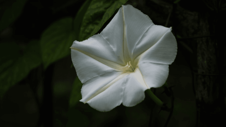 Why Moonflowers Open After Dark in North Carolina and Fill Evening Gardens With Fragrant White Blooms