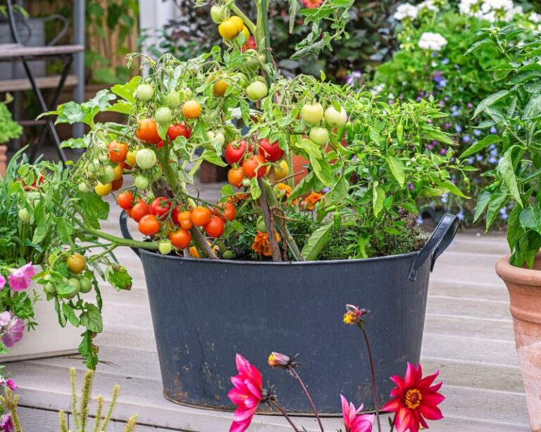 If your potted tomatoes stopped fruiting in late-summer heat, one container mistake is usually behind it