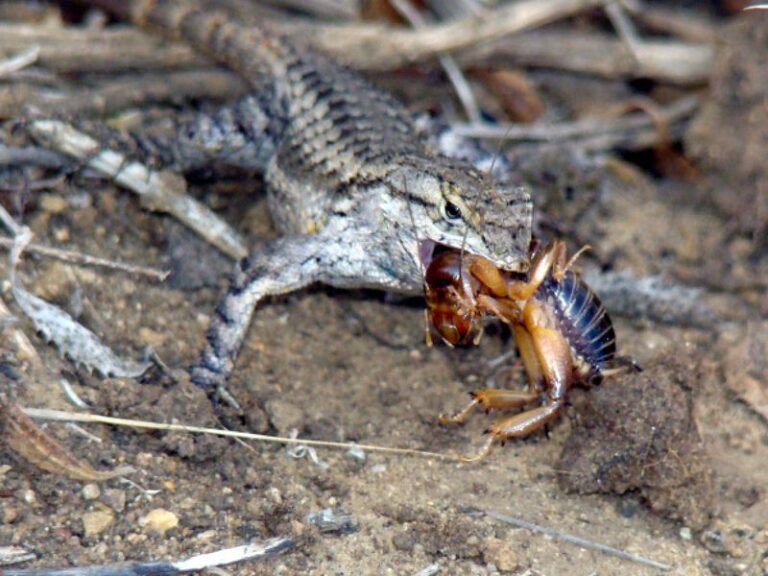 California Alligator Lizards Eat Snails and Arthropods, but Their Role in Tick Control Is Unresolved