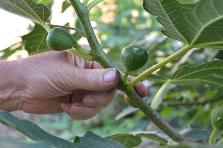 Why Your Central Texas Fig Tree Drops Its Figs Before They Ripen In August Heat, And How To Save The Next Flush