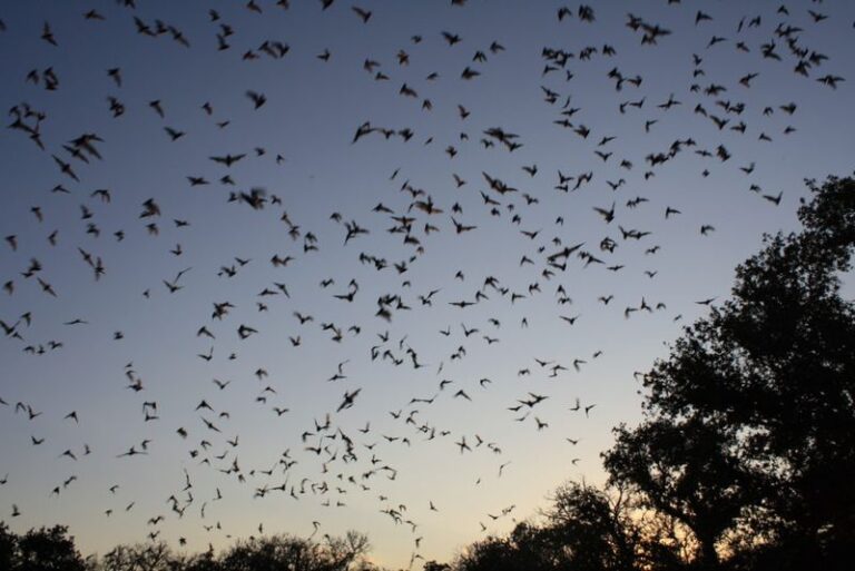 Mexican Free-Tailed Bats in Central Texas: Wildlife Allies and What They Actually Do for Your Yard