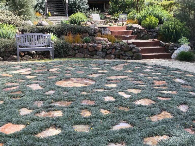 The California Groundcovers That Take Daily Foot Traffic and Turn a Bare Path Into Something Lush