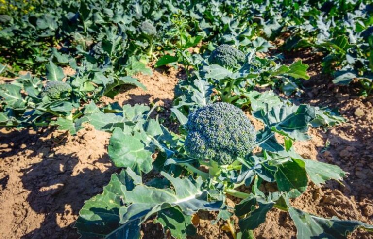 The One Seed North Carolina Gardeners Should Start Indoors Right Now in Late Summer for a Massive Fall Harvest