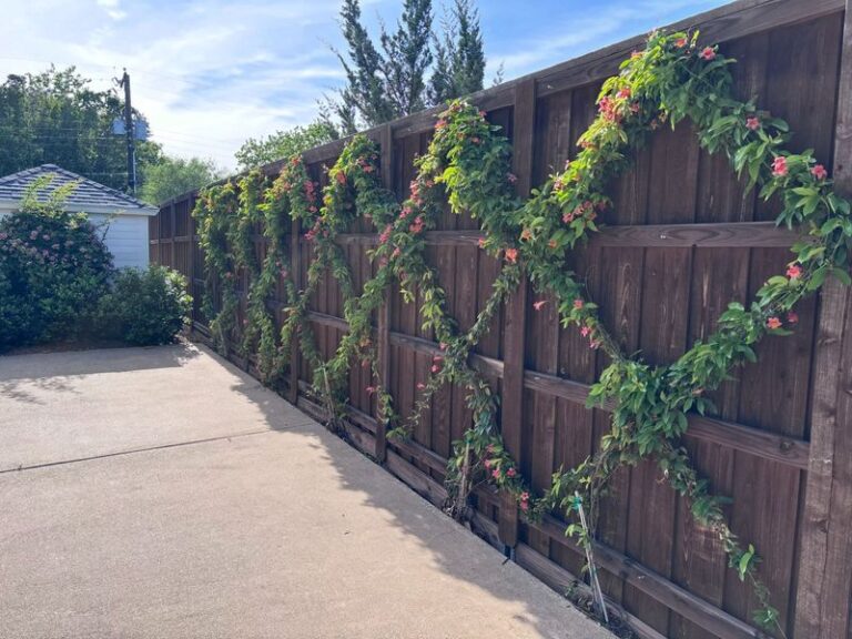Why Star Jasmine Along Your Central Texas Fence Blooms Fragrant Through the Summer Heat