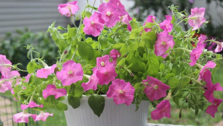 Your Petunias Slow Their Blooming Before Summer Ends — Here’s the One Quick Trick That Fills Them Back In