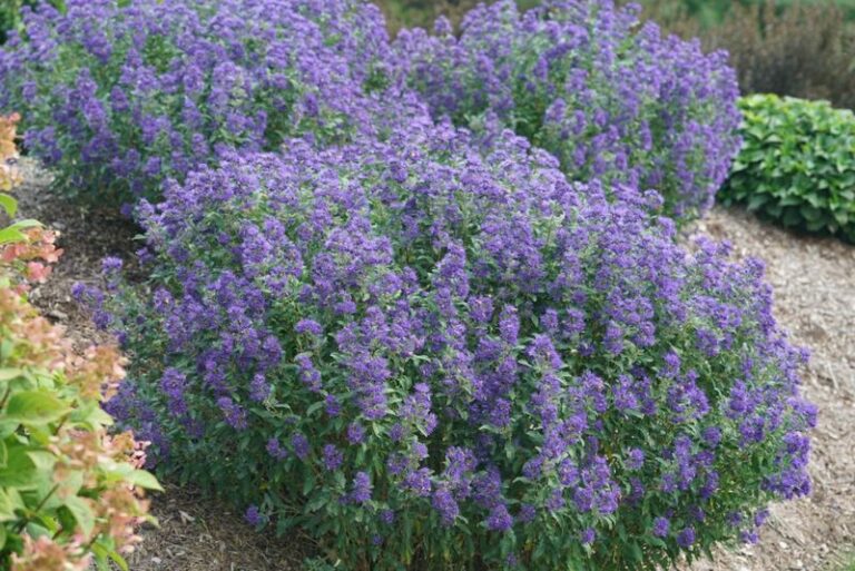 Your Hydrangeas Keep Disappointing You — Here Are 9 Easier Flowering Shrubs to Plant Instead
